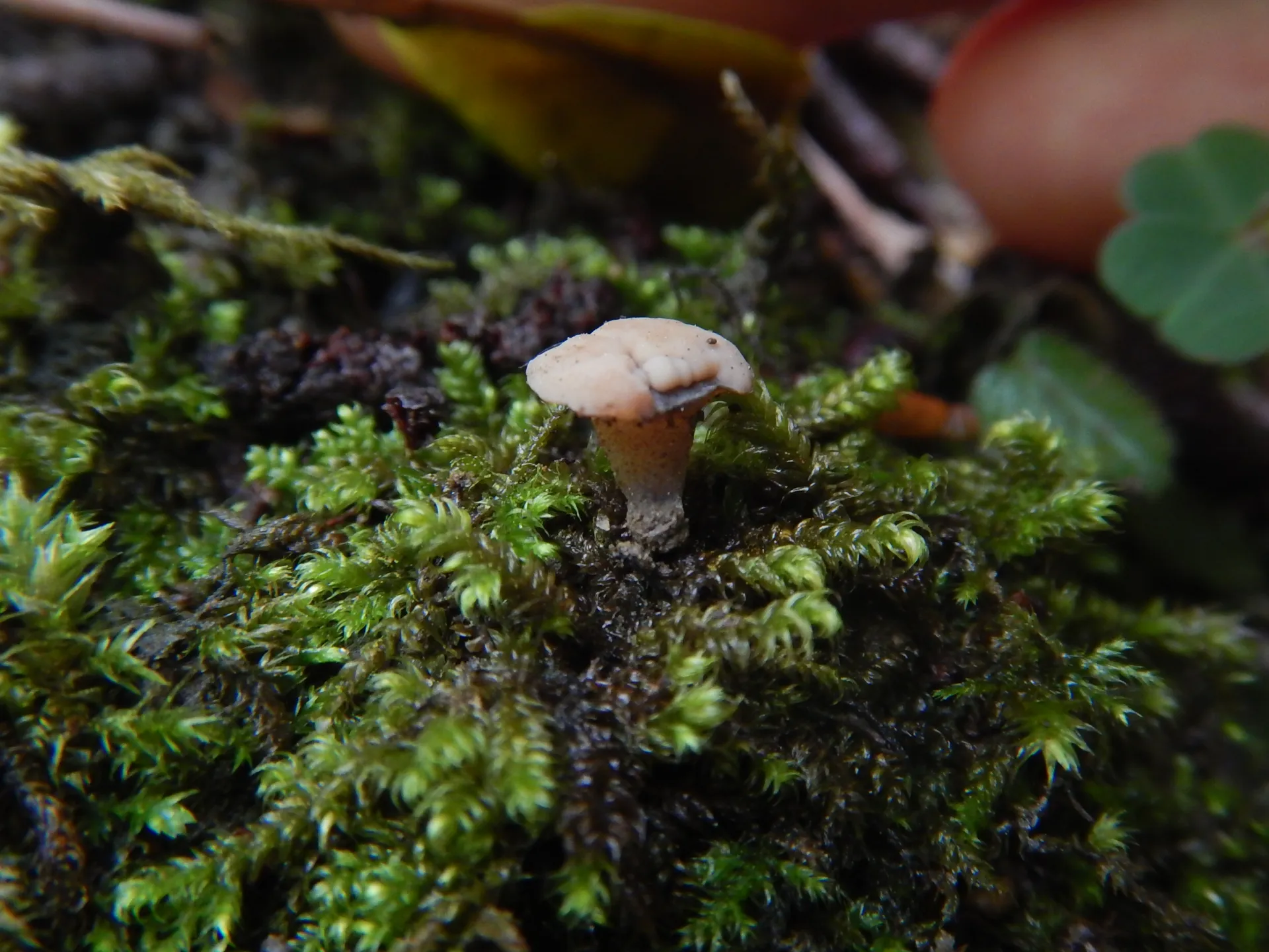 Cudoniella tenuispora, 22-06-09 (2)